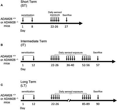 Role for the metalloproteinase ADAM28 in the control of airway inflammation, remodelling and responsiveness in asthma